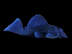 L239 BLUE PANAQUE PLECO (Baryancistrus beggini) 2.5"