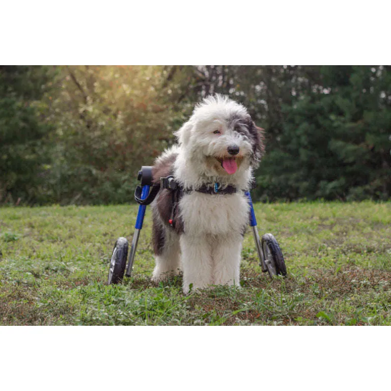 Walkin Wheels® MEDIUM Rear Dog Wheelchair