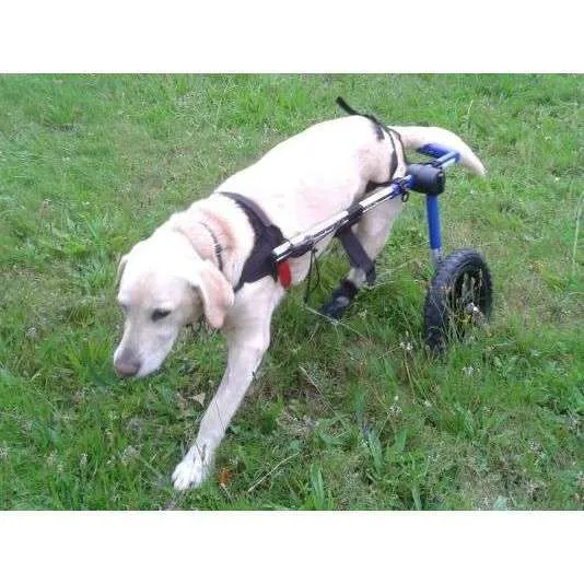 Walkin Wheels® MEDIUM Rear Dog Wheelchair
