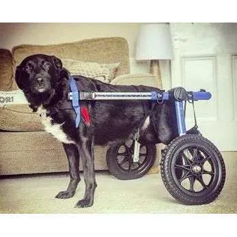 Walkin Wheels® MEDIUM Rear Dog Wheelchair